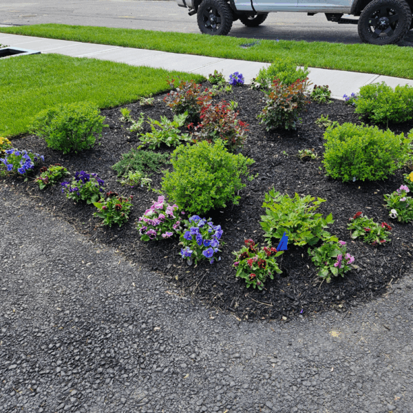 Black Dyed Mulch – Per Cubic Yard - Image 4