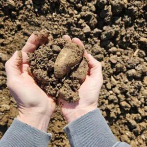 Hands cupping freshly dug potatoes covered in soil against a background of an earthy, sunlit field. The tone is natural and organic.
