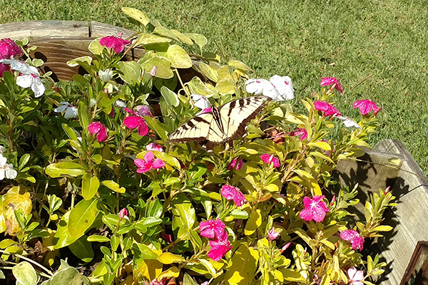 Kirk Allen Landscape supplies